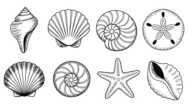 Black and white of seashells and starfish mollusks