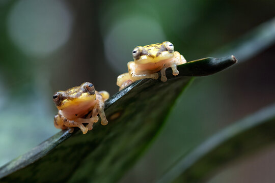 A pair of glass frogs are on a leaf