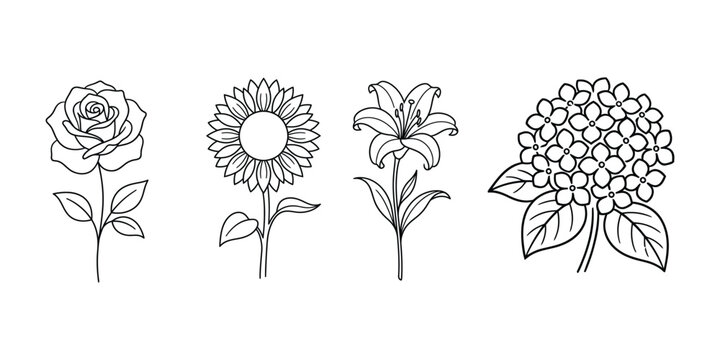 Elegant rose sunflower lily and hydrangea floral illustrations in minimal line art style.