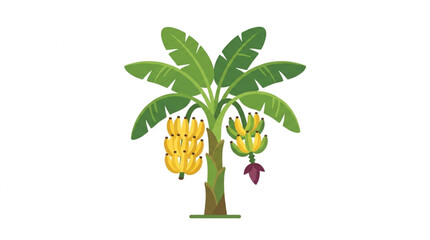 Banana Tree with Ripe Yellow Fruit and Flower. © Revan
