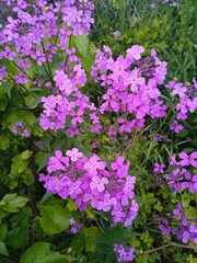 Fototapeta premium Hesperis matronalis (Dame's rocket or Dame's violet)