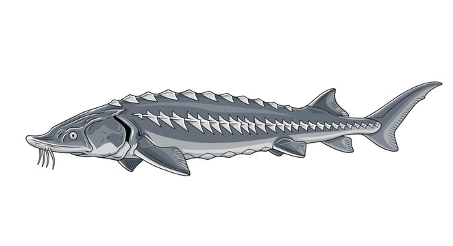 Detailed illustration of a large sturgeon fish with its characteristic prehistoric appearance and rows of bony plates.