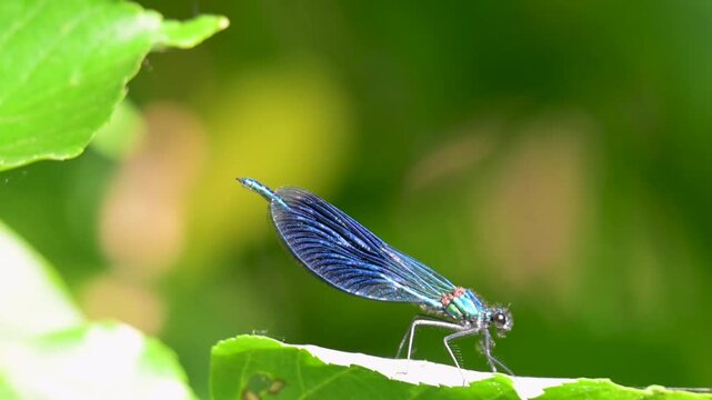 video of a beautiful dragonfly in summer