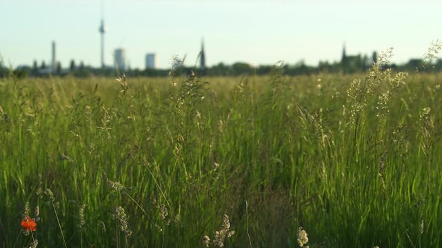Berlin downtown blurred grass foreground slow motion  