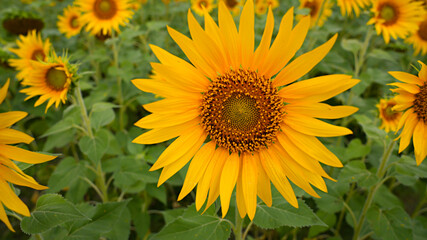 Obraz premium Bright Sunflower Bloom in a Lush Green Field
