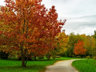 Fototapeten Fallen vibrant autumn landscape featuring prominent maple trees with striking foliage  © Ana