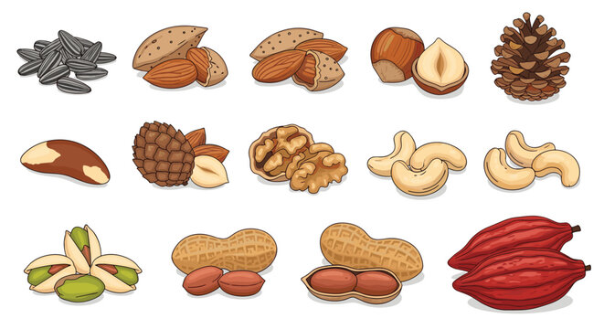 Detailed collection of various nuts and seeds including almonds, walnuts, hazelnuts, pistachios, and peanuts isolated on white.