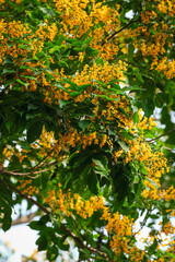 Fototapeta premium Cassia fistula