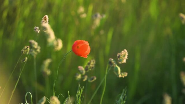 poppy plant in a field slow motion 