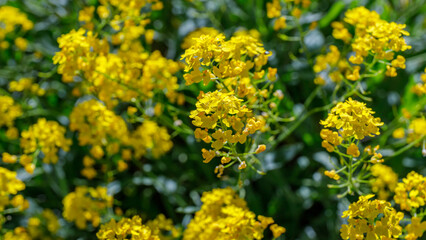 Obraz premium Bright yellow flowers bloom in a sunny garden during springtime in a vibrant natural setting