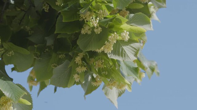 Close-up video of a blooming linden tree with delicate yellow flowers and green leaves waving in the wind.