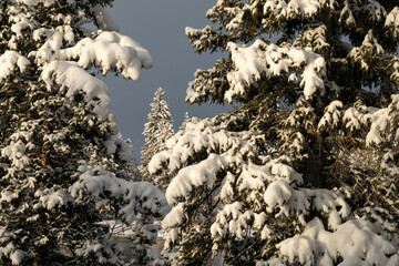 Snow covered spruce trees along the Snake River  Grand Teton NP  Wyoming  © Tom