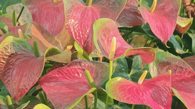 red and yellow flowers ,Pink-red anthurium flowers blooming beautifully in a lush garden