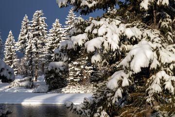 Snow covered spruce trees along the Snake River  Grand Teton NP  Wyoming © Tom