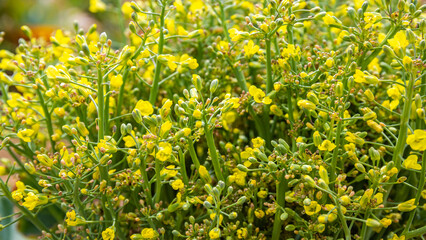 Fototapeta premium Bright yellow flowers in a garden bloom under the afternoon sun in spring season