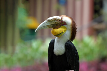 hornbills are in captivity in protected forests © lunaphotography