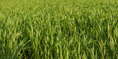 Obraz premium Green field of lush crops growing under sunlight, representing nature, freshness, and organic agriculture