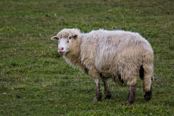 Fluffy Domestic Sheep Standing in Green Grass Pasture Field © Miro