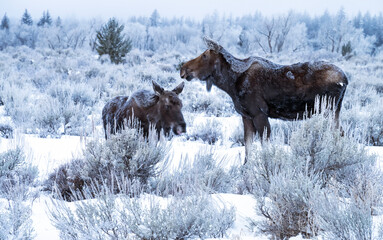 Cow & calf moose (Alces alces)  Grand Teton NP  Wyoming © Tom