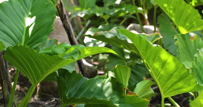Video of Philodendron Elephant Ear Plant in Natural Light