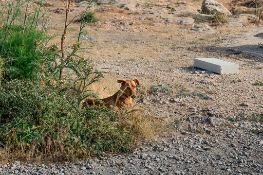 Landscape shot of brown dog on Maltese dry coastal ground with green shrub bush foliage around peeking through looking towards camera in summer at sunset near dingli cliffs