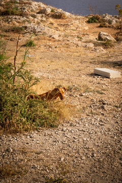 portrait cinematically edited shot of brown dog on Maltese dry coastal ground with green shrub bush foliage around peeking through looking towards camera in summer at sunset near dingli cliffs