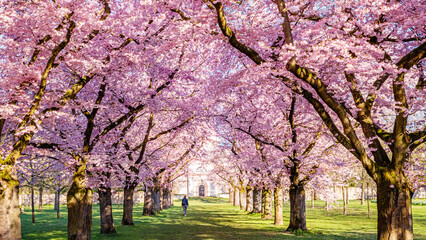 Fototapeta premium Cherry blossom trees line a walking path in a park during spring with a person walking in the distance