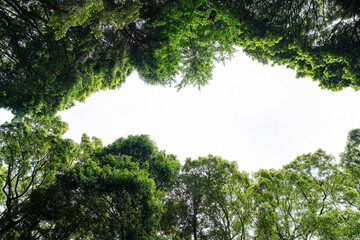 Fototapeta premium View green forest looking up to sky.