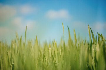 Obraz premium Green wheat field against blue sky with copy space