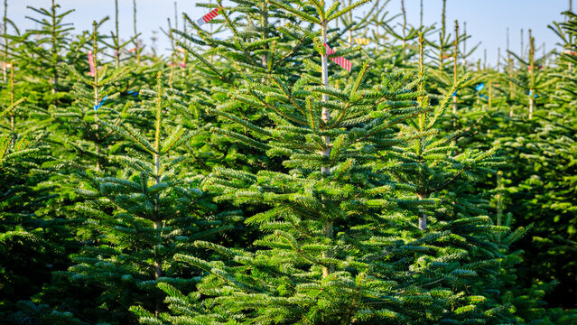 People visit a field of evergreen trees to choose Christmas trees before the holiday season begins in late November