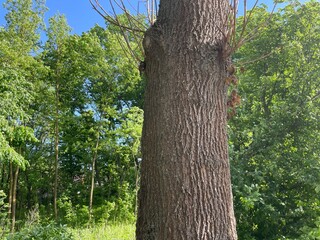 Fototapeta premium tree in the park