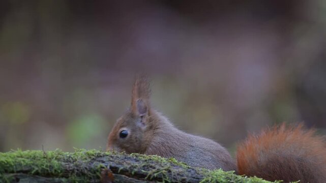 Red squirrel sits on dead wood with moss and searches for food, european red squirrel, winter, north rhine westphalia, (sciurus vulgaris), germany