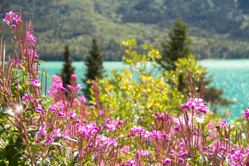 Obraz premium Yukon Passage Canada, Whitehorse & Alaska