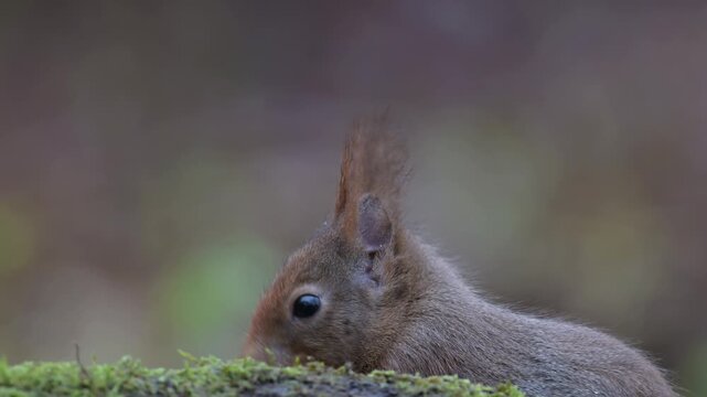 Red squirrel sits on dead wood with moss and searches for food, head portrait, close up, european red squirrel, winter, north rhine westphalia, (sciurus vulgaris), germany