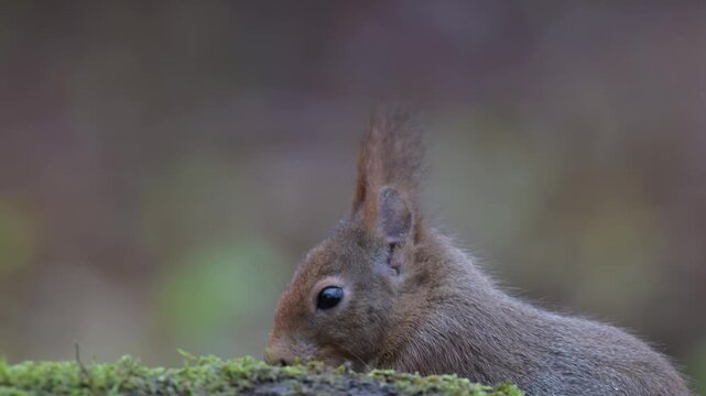 Red squirrel sits on dead wood with moss and searches for food, head portrait, close up, european red squirrel, winter, north rhine westphalia, (sciurus vulgaris), germany