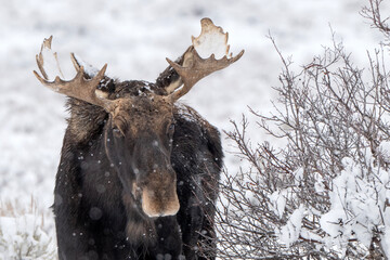 Bull moose (Alces alces)  Grand Teton NP  Wyoming © Tom