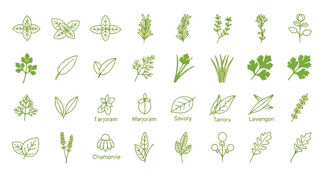 Green Culinary Herb Line Art Icons Vector Set