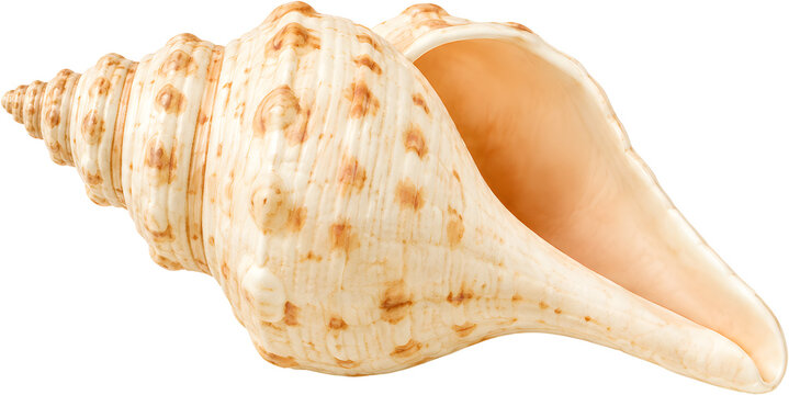 Conch shell isolated on transparent background