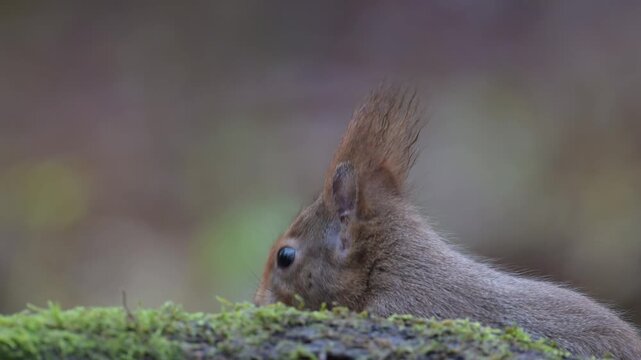 Red squirrel sits on dead wood with moss and searches for food, head portrait, close up, european red squirrel, winter, north rhine westphalia, (sciurus vulgaris), germany