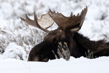 Bull moose (Alces alces)  Grand Teton NP  Wyoming © Tom