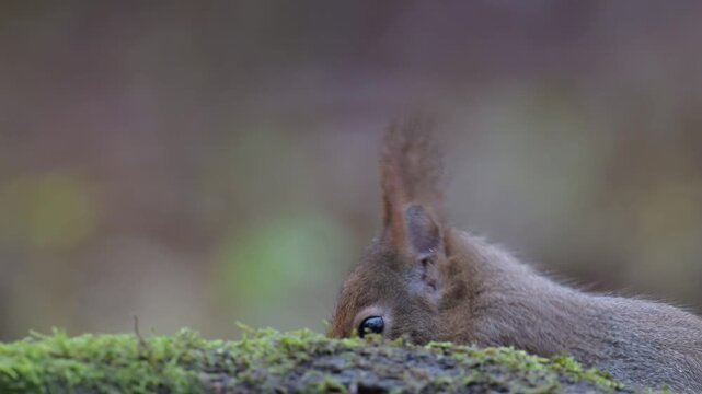 Red squirrel sits on dead wood with moss and searches for food, head portrait, close up, european red squirrel, winter, north rhine westphalia, (sciurus vulgaris), germany