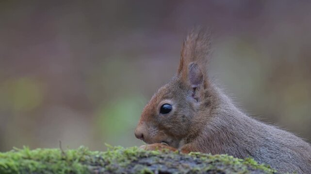 Red squirrel sits on dead wood with moss and searches for food, head portrait, close up, european red squirrel, winter, north rhine westphalia, (sciurus vulgaris), germany