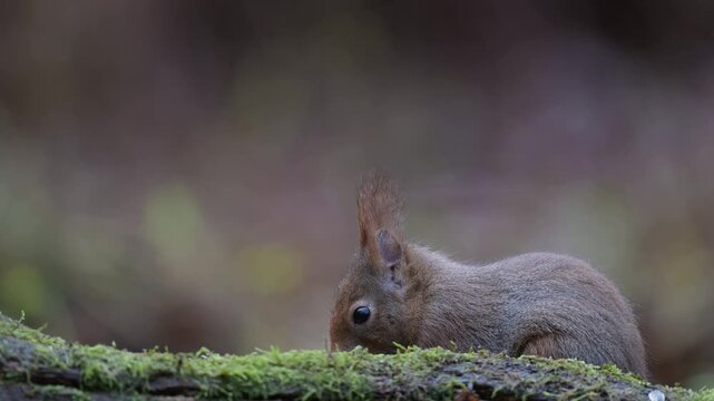 Red squirrel sits on dead wood with moss and searches for food, european red squirrel, winter, north rhine westphalia, (sciurus vulgaris), germany