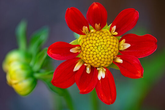Pooh dahlia, flowering in May, 2026