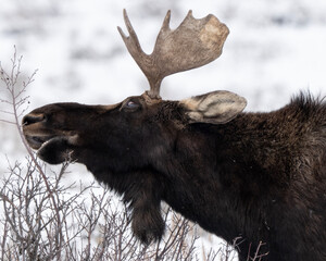 Bull moose (Alces alces)  Grand Teton NP  Wyoming © Tom