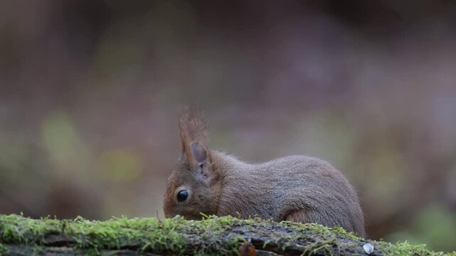 Red squirrel sits on dead wood with moss and searches for food, european red squirrel, winter, north rhine westphalia, (sciurus vulgaris), germany