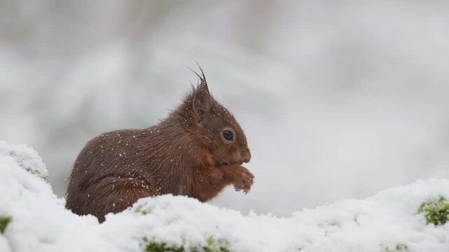 A red squirrel searches for food in the snowfall on a dead tree trunk, portrait, european red squirrel, winter, north rhine westphalia, (sciurus vulgaris), germany