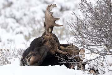 Bull moose (Alces alces)  Grand Teton NP  Wyoming © Tom