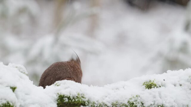 A red squirrel searches for food in the snowfall on a dead tree trunk,  european red squirrel, winter, north rhine westphalia, (sciurus vulgaris), germany