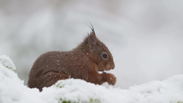 A red squirrel searches for food in the snowfall on a dead tree trunk, portrait, european red squirrel, winter, north rhine westphalia, (sciurus vulgaris), germany